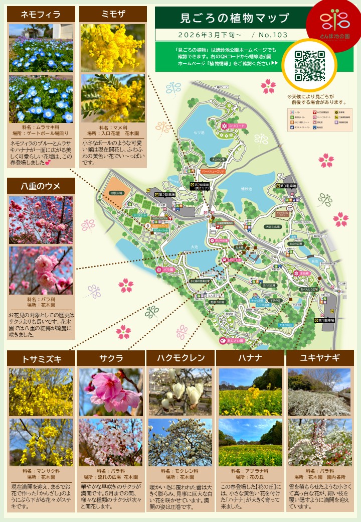 見ごろの植物【3月下旬～】 | 植物情報 | 蜻蛉池公園（とんぼ池公園）