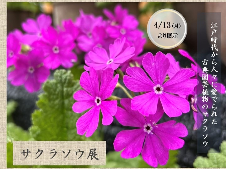サクラソウ展 4/13（月）～4/30（木） | イベント | 蜻蛉池公園