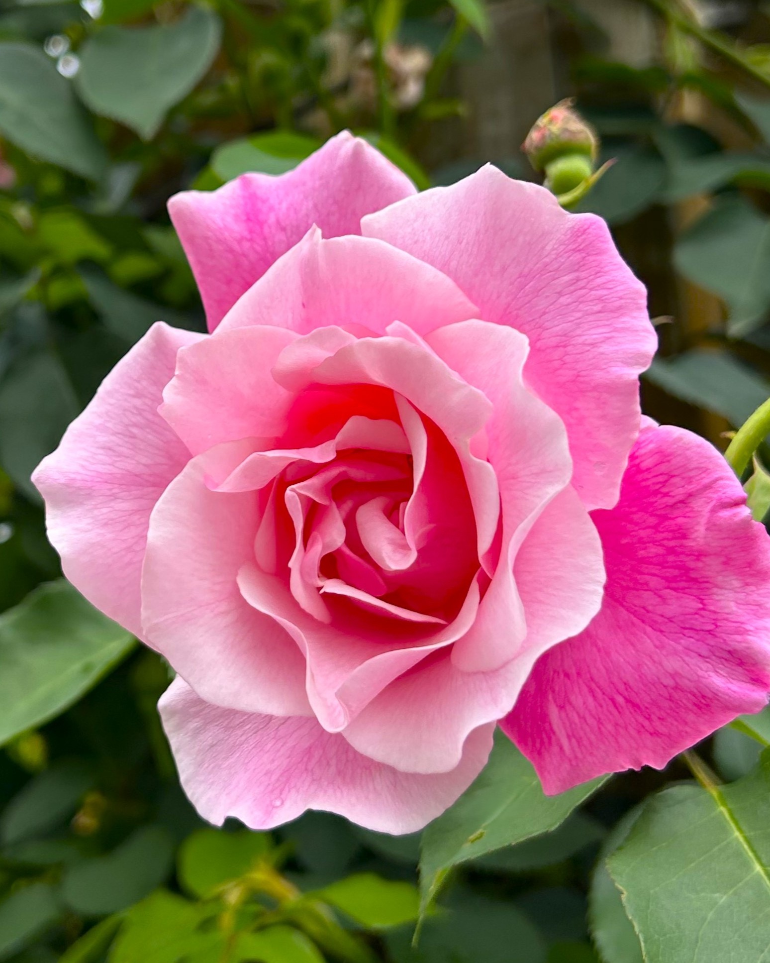 バラの開花状況【2026/4/29】 | 植物情報 | 蜻蛉池公園（とんぼ池公園）