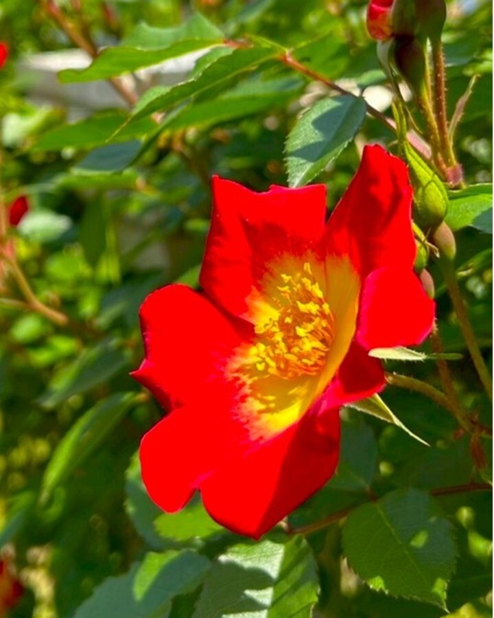 バラの開花状況【2026/4/29】 | 植物情報 | 蜻蛉池公園（とんぼ池公園）