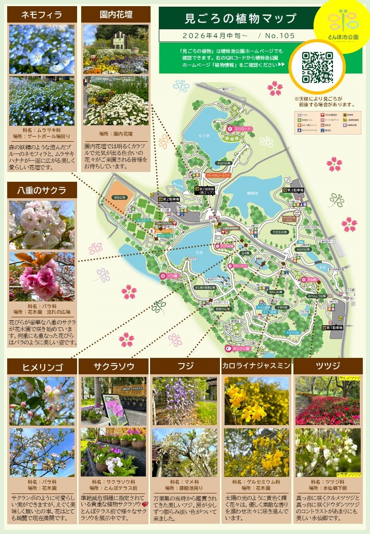 見ごろの植物【4月中旬～】 | 植物情報 | 蜻蛉池公園（とんぼ池公園）
