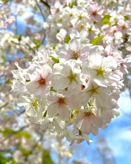 見ごろの植物【4月上旬～】 | 植物情報 | 蜻蛉池公園（とんぼ池公園）