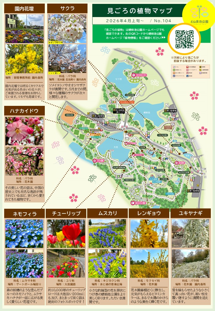 見ごろの植物【4月上旬～】 | 植物情報 | 蜻蛉池公園（とんぼ池公園）