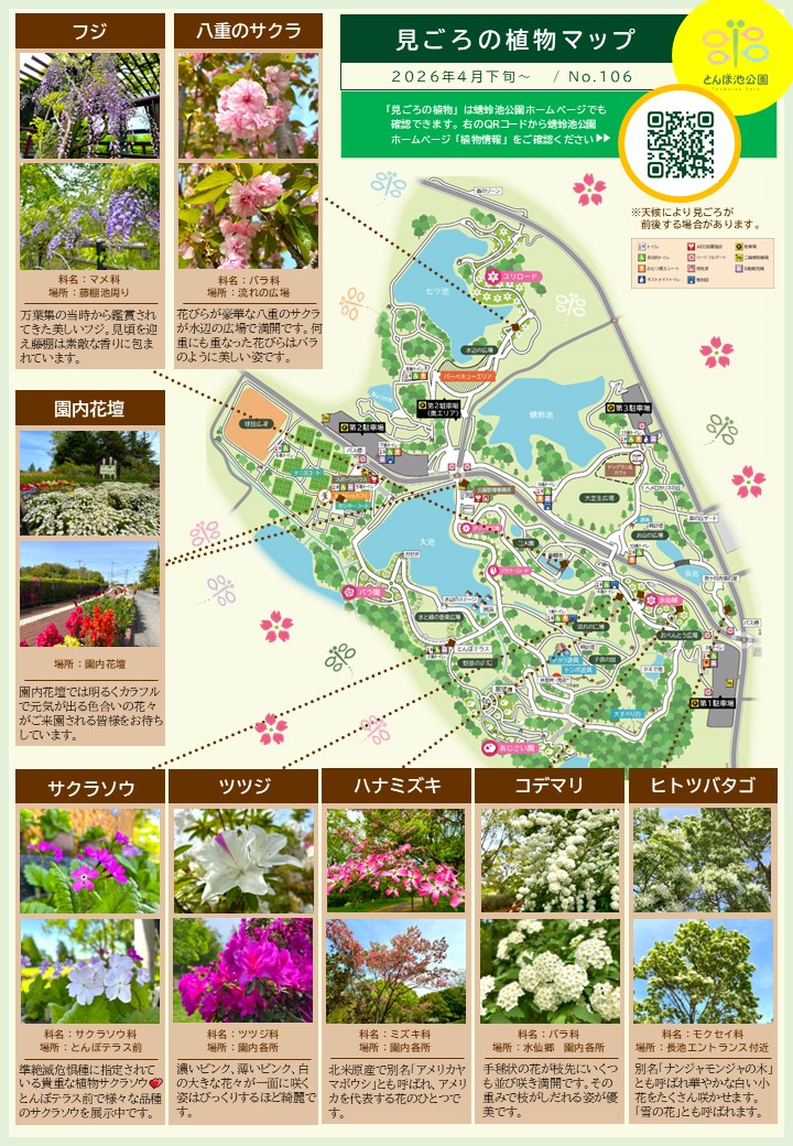 見ごろの植物【4月下旬～】 | 植物情報 | 蜻蛉池公園（とんぼ池公園）