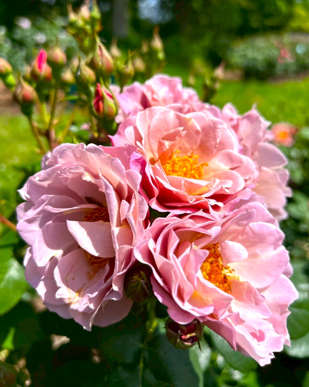 バラの開花状況【2026/5/9】 | 植物情報 | 蜻蛉池公園（とんぼ池公園）