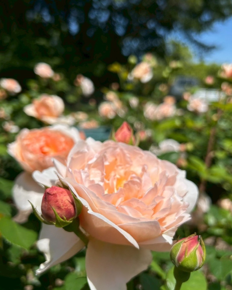 バラの開花状況【2026/5/9】 | 植物情報 | 蜻蛉池公園（とんぼ池公園）