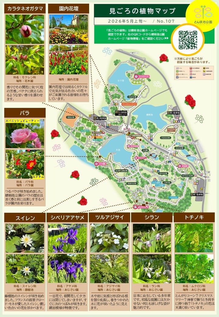 見ごろの植物【5月上旬~】 | 植物情報 | 蜻蛉池公園(とんぼ池公園) 見ごろの植物【5月上旬~】 | 植物情報 | 蜻蛉池公園(とんぼ池公園)