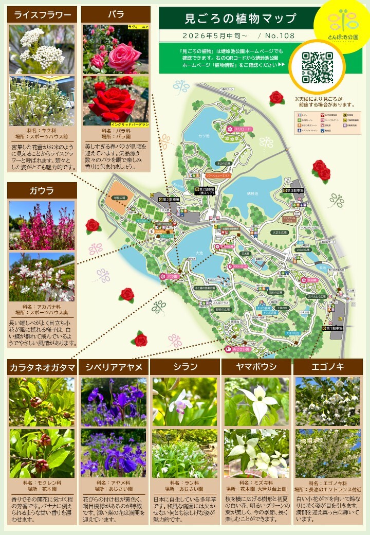 見ごろの植物【5月中旬～】 | 植物情報 | 蜻蛉池公園（とんぼ池公園）