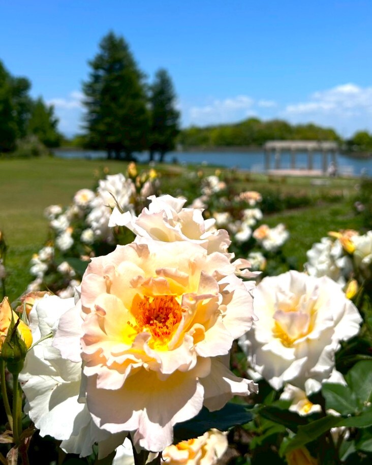 バラの開花状況【2026/5/9】 | 植物情報 | 蜻蛉池公園（とんぼ池公園）
