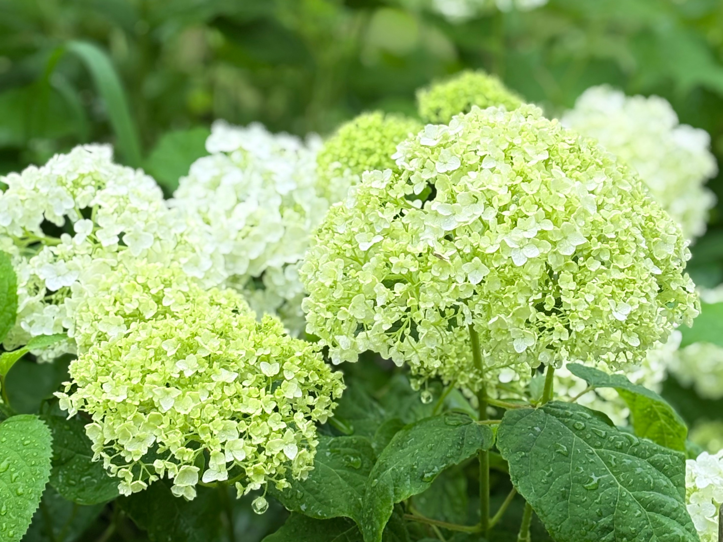 あじさいフェア 6/20（土）6/21（日） | イベント | 蜻蛉池公園