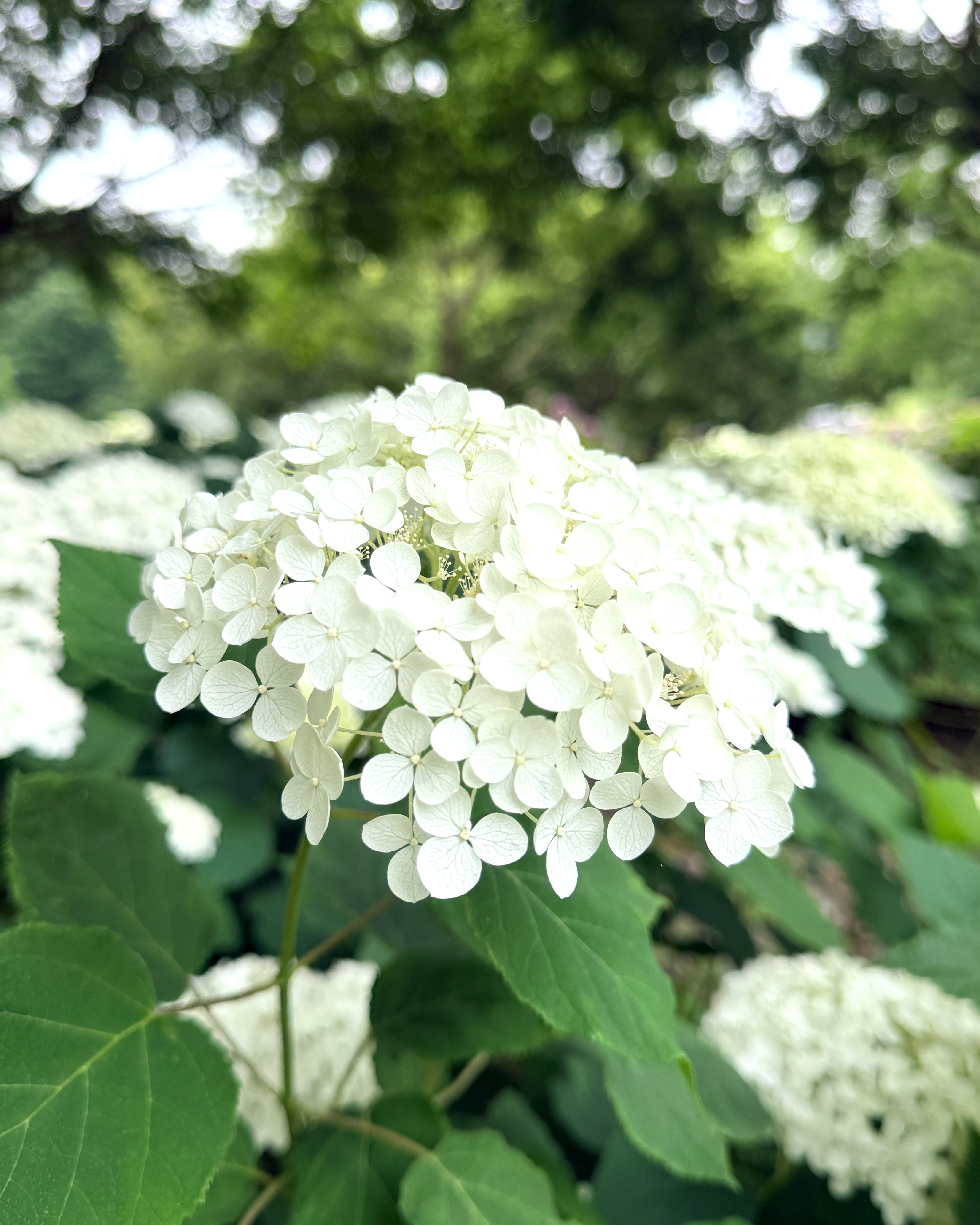 アジサイの開花状況【2026/6/14】 | 植物情報 | 蜻蛉池公園（とんぼ池