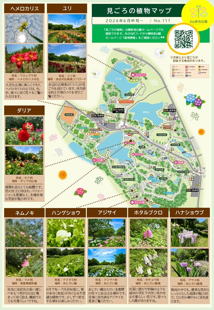 見ごろの植物【6月中旬～】 | 植物情報 | 蜻蛉池公園（とんぼ池公園）
