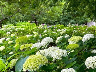 植物情報 | 蜻蛉池公園（とんぼ池公園）