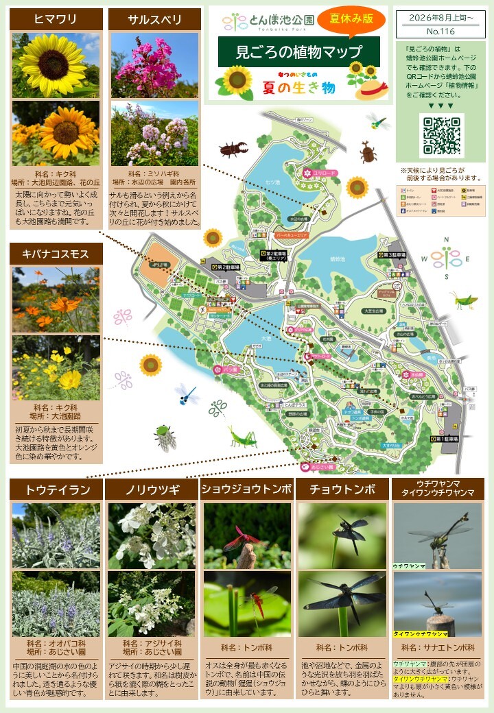 夏休み版：見ごろの植物＋夏の生き物【8月上旬～】 | 植物情報 | 蜻蛉